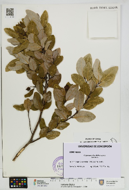 Cryptocarya alba [Espécimen: UDEC:CONC:0162303]