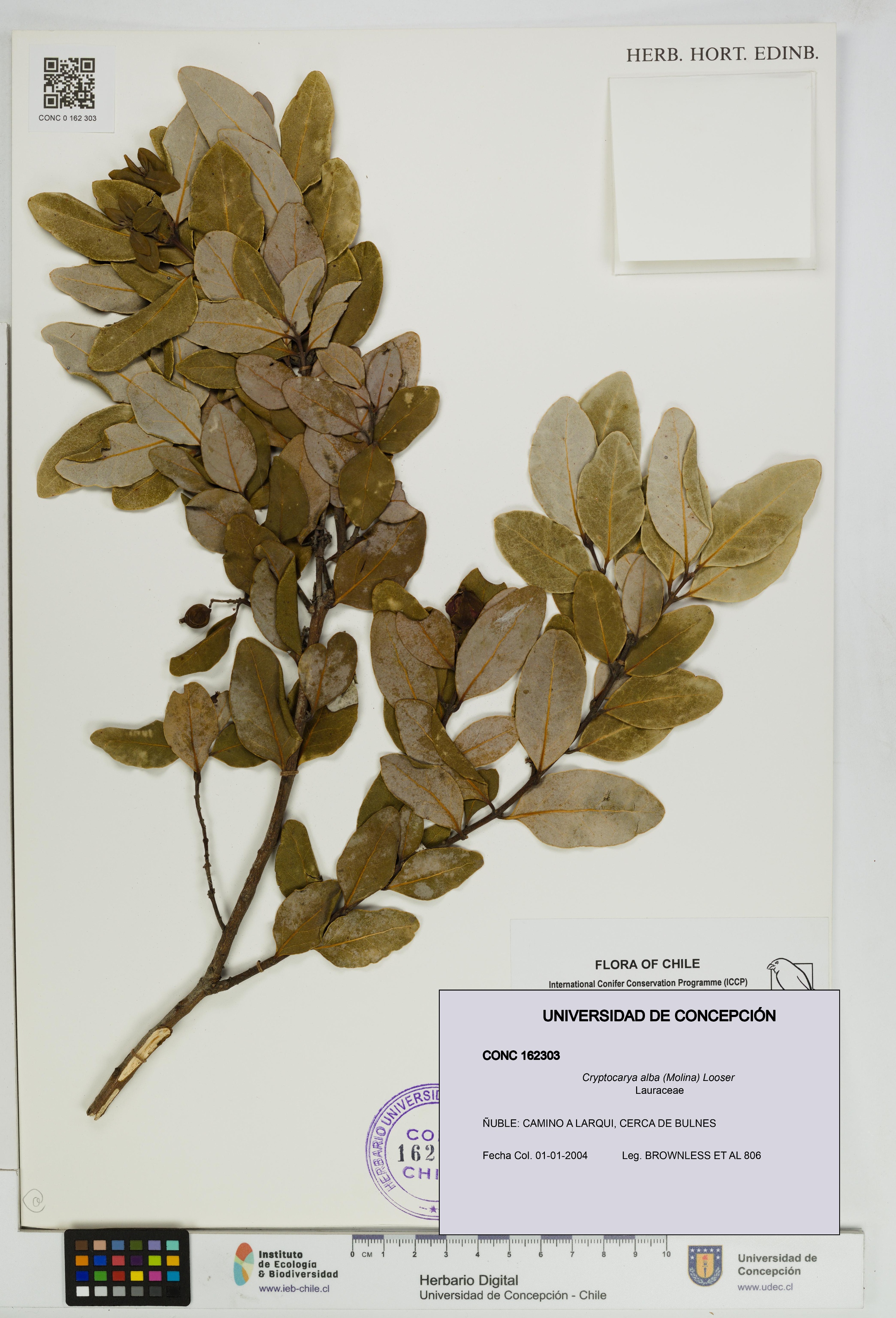 Cryptocarya alba [Espécimen: UDEC:CONC:0162303]
