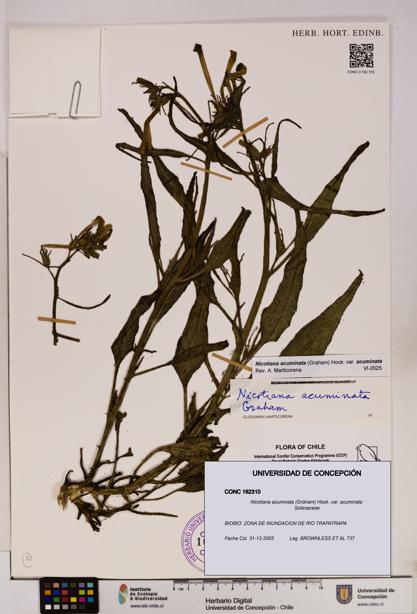 Nicotiana acuminata [Espécimen: UDEC:CONC:0162310]