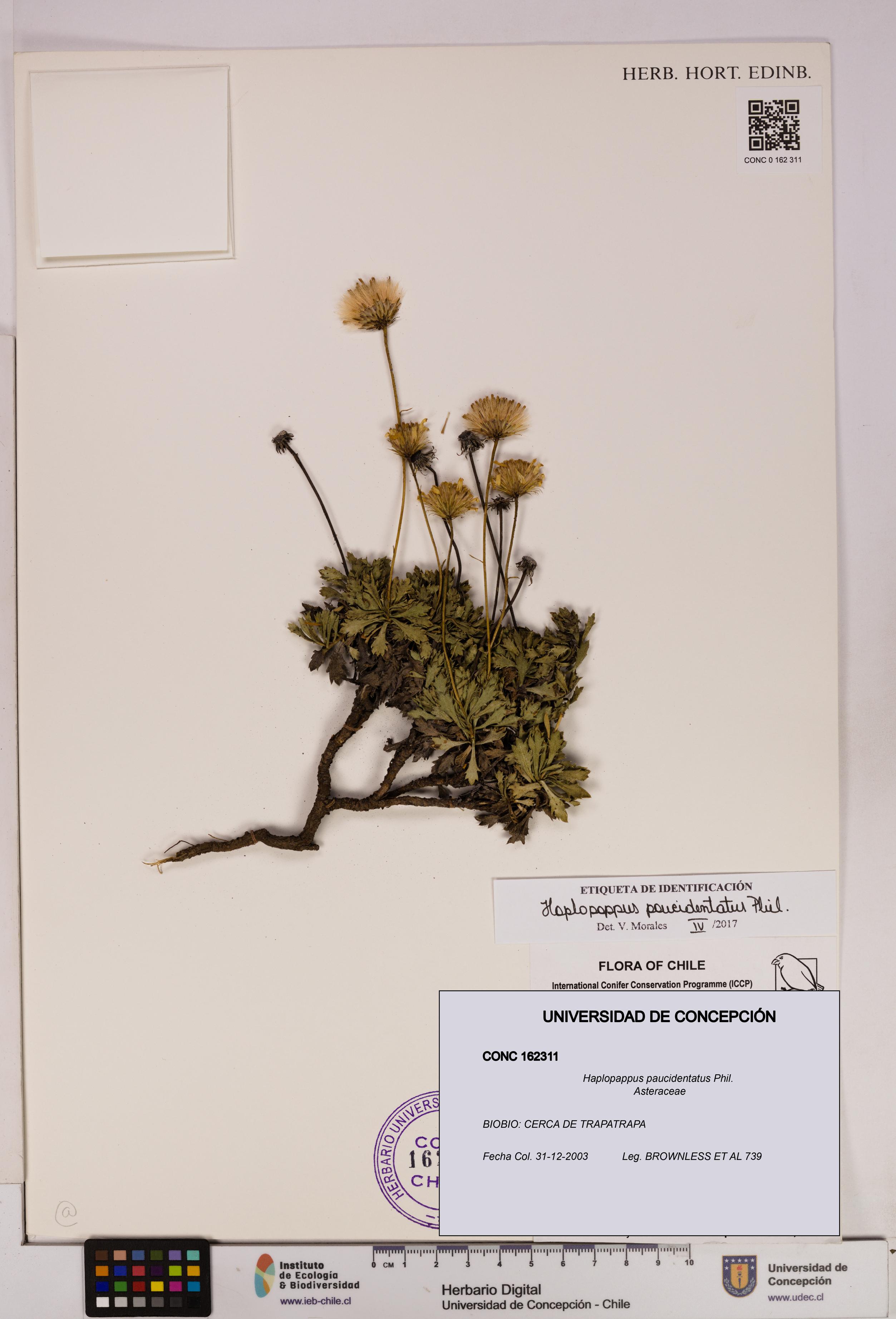 Haplopappus paucidentatus [Espécimen: UDEC:CONC:0162311]