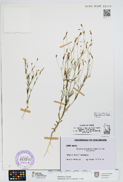 Centaurium cachanlahuen [Espécimen: UDEC:CONC:0162312]