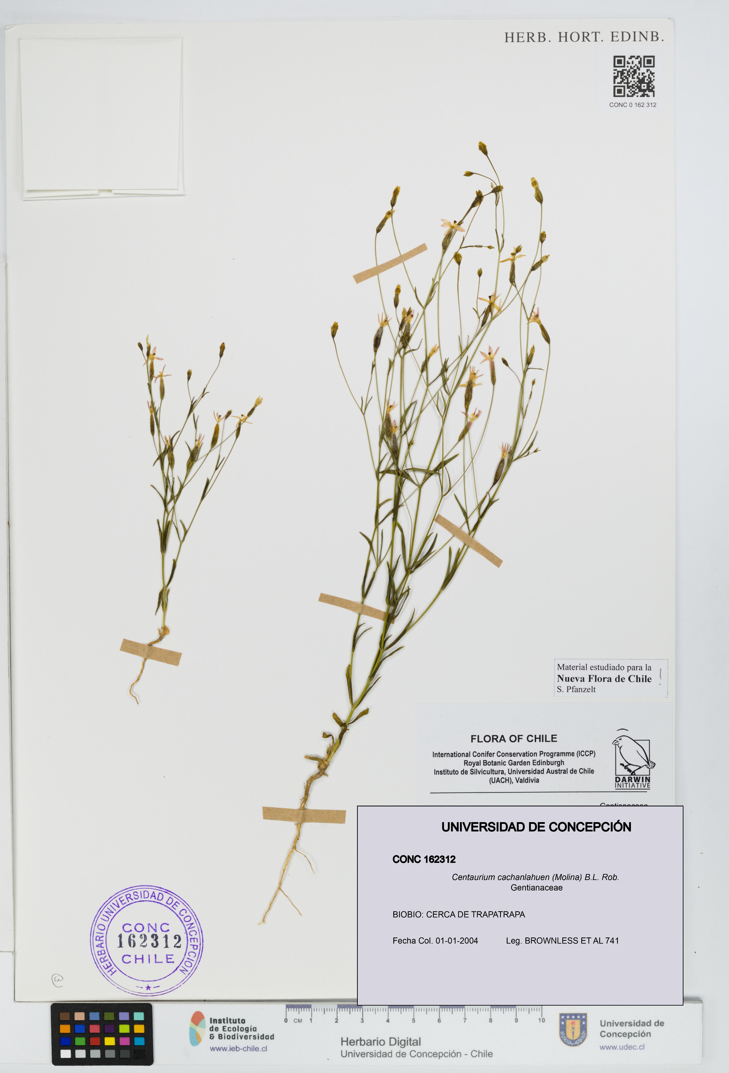 Centaurium cachanlahuen [Espécimen: UDEC:CONC:0162312]