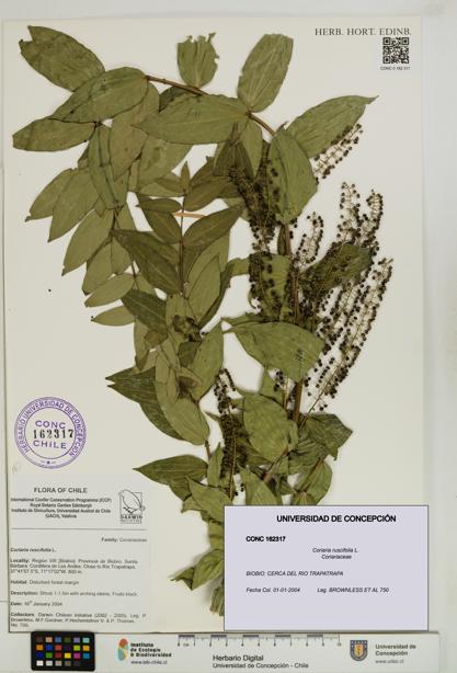 Coriaria ruscifolia [Espécimen: ]