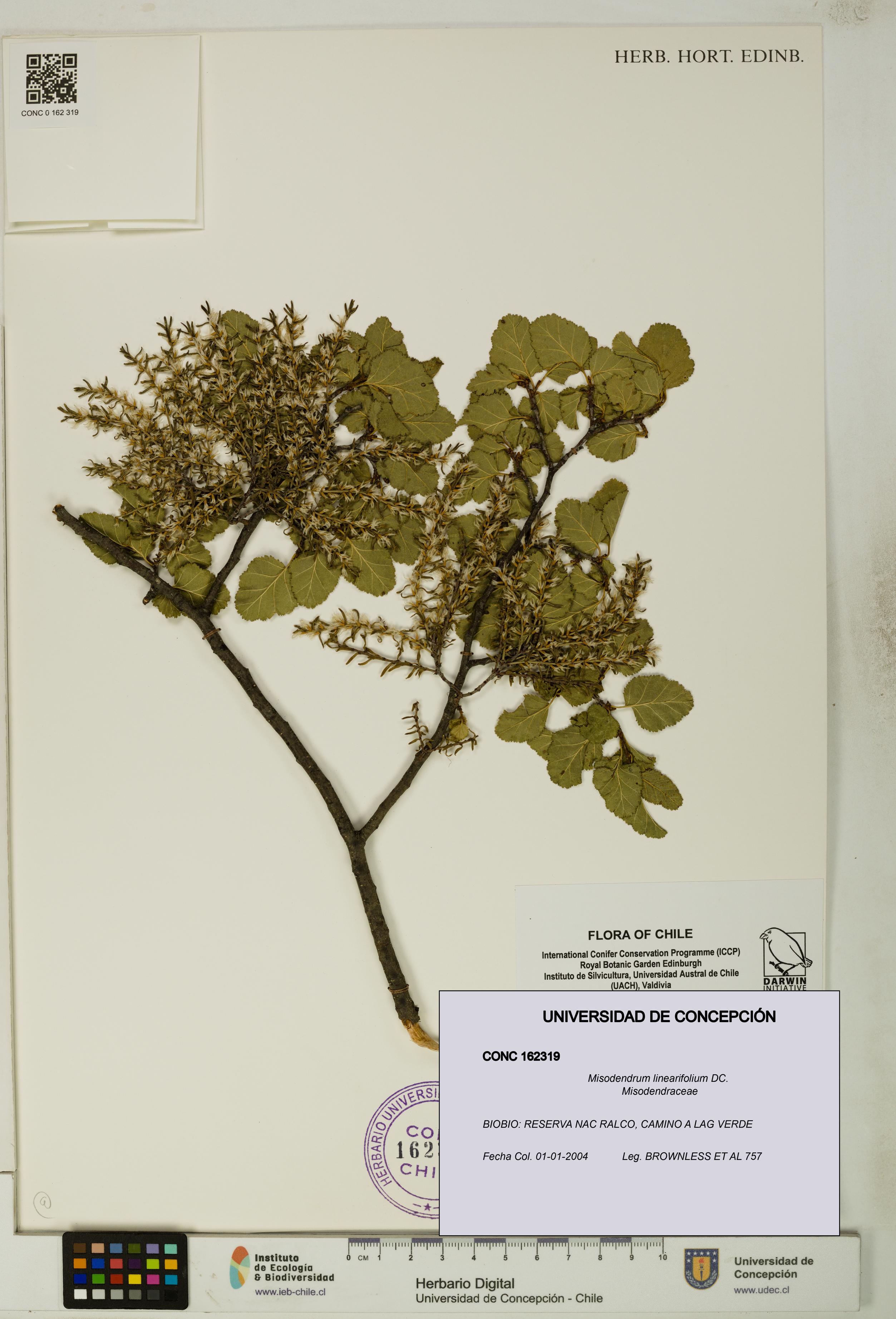 Misodendrum linearifolium [Espécimen: UDEC:CONC:0162319]