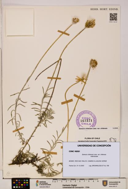 Senecio chilensis var. chilensis [Espécimen: UDEC:CONC:0162321]