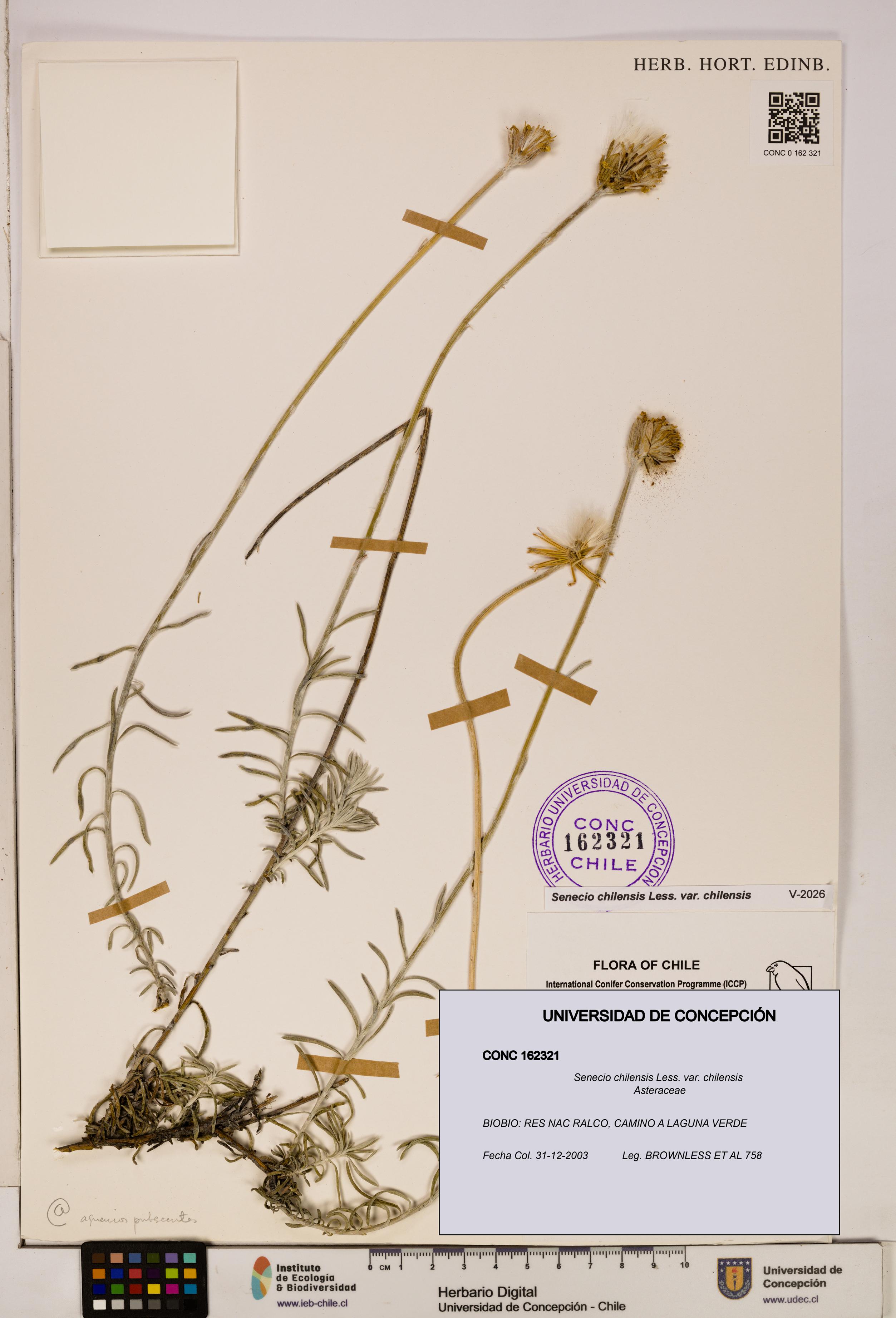 Senecio chilensis var. chilensis [Espécimen: UDEC:CONC:0162321]