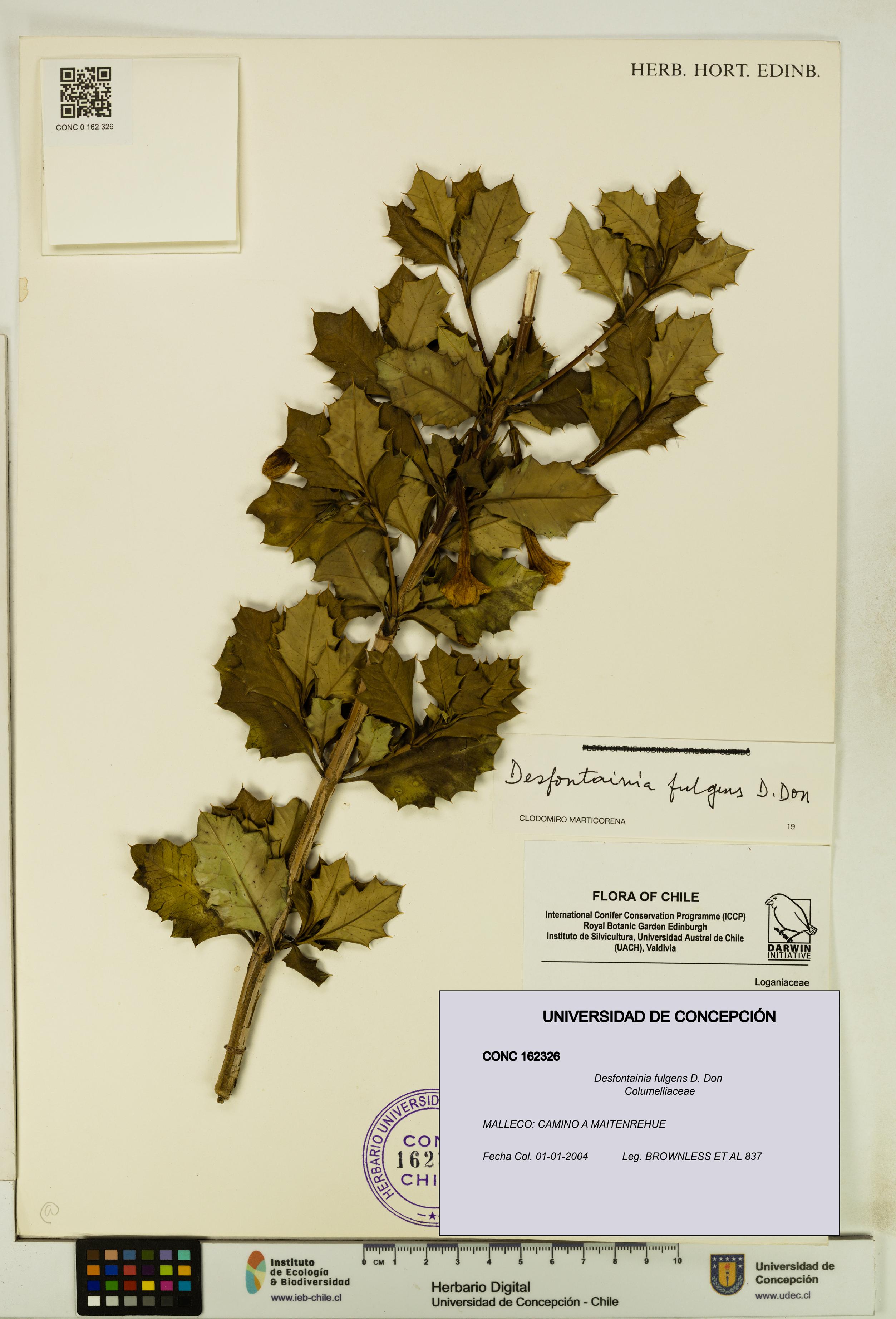 Desfontainia fulgens [Espécimen: UDEC:CONC:0162326]