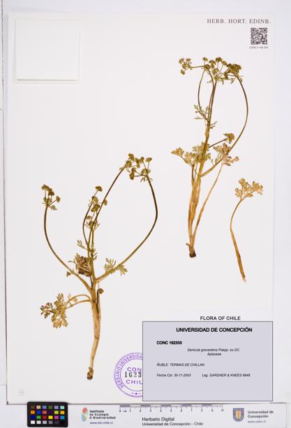 Sanicula graveolens [Espécimen: ]