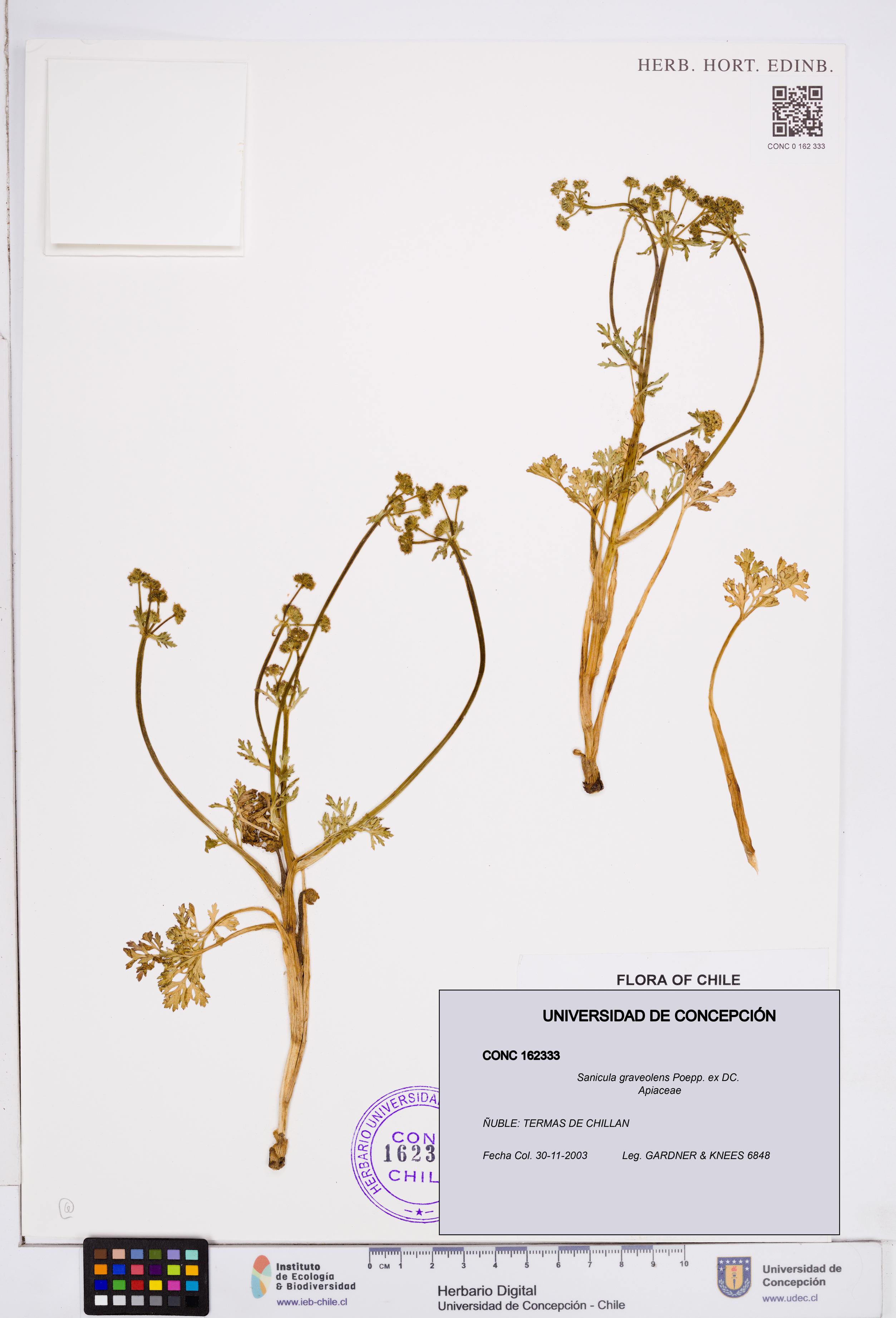 Sanicula graveolens [Espécimen: ]