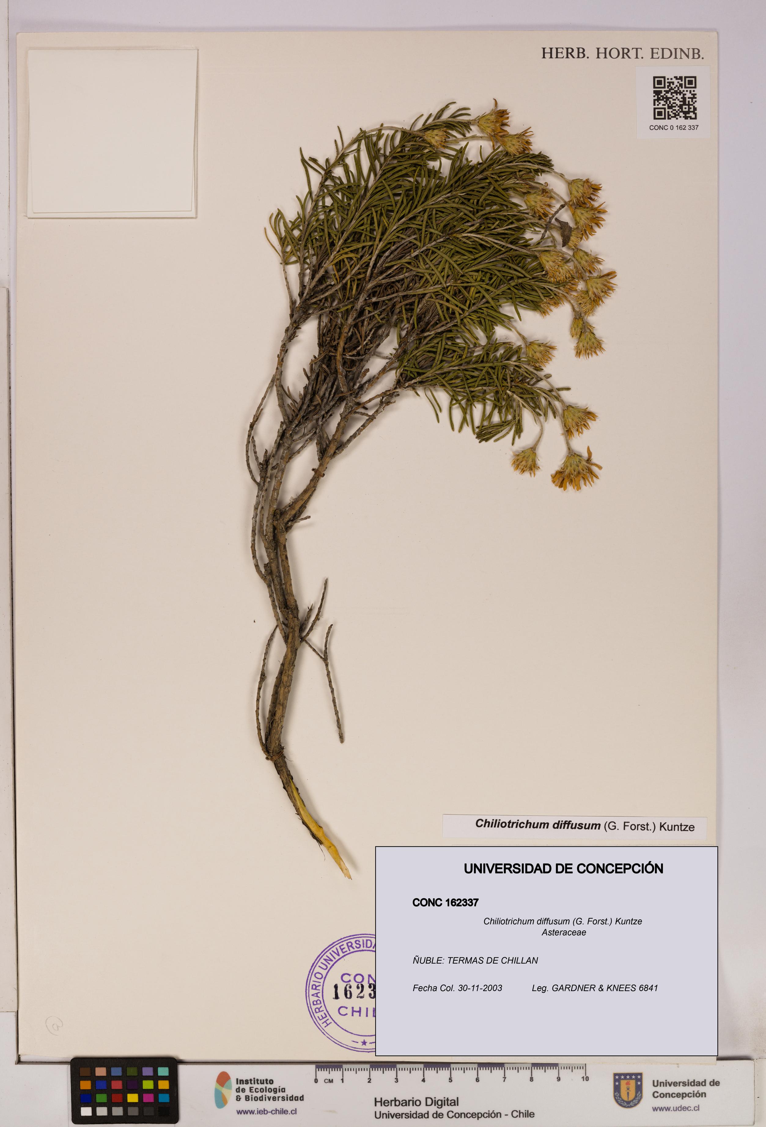 Chiliotrichum diffusum [Espécimen: UDEC:CONC:0162337]