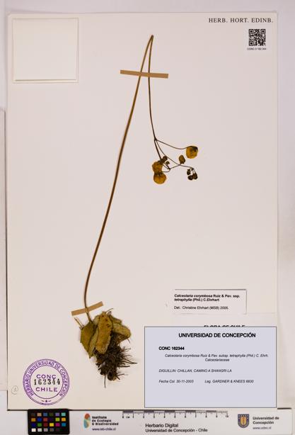 Calceolaria corymbosa [Espécimen: UDEC:CONC:0162344]