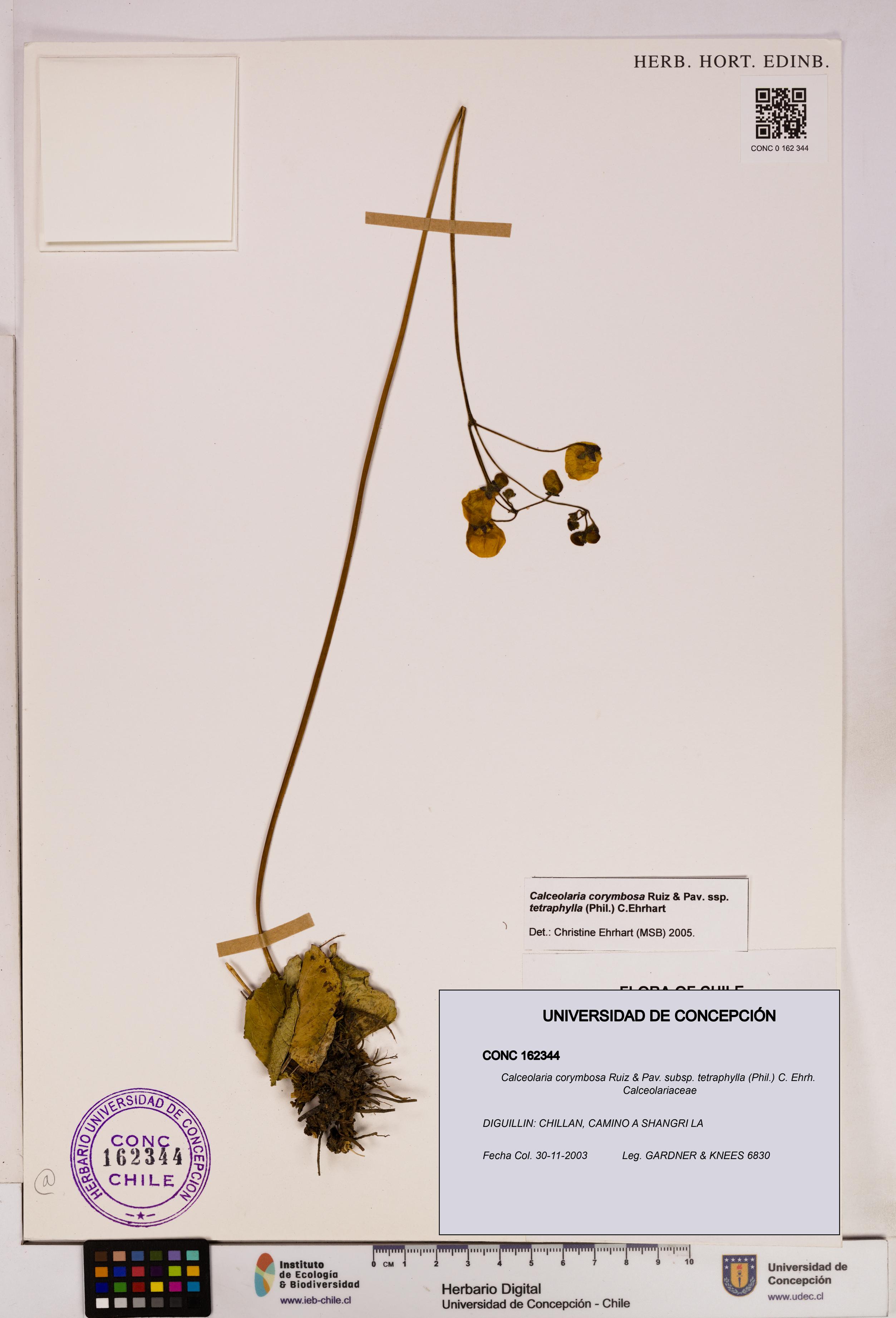 Calceolaria corymbosa [Espécimen: UDEC:CONC:0162344]
