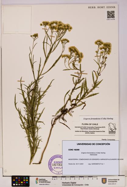 Erigeron fernandezius [Espécimen: UDEC:CONC:0162355]