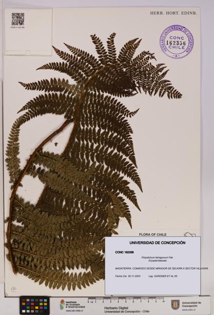 Polystichum tetragonum [Espécimen: UDEC:CONC:0162356]