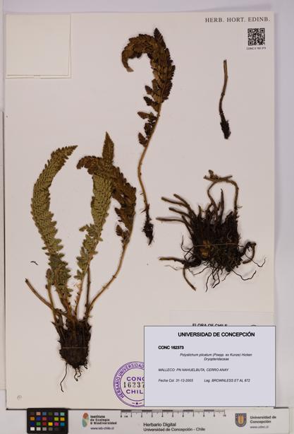 Polystichum plicatum [Espécimen: UDEC:CONC:0162373]