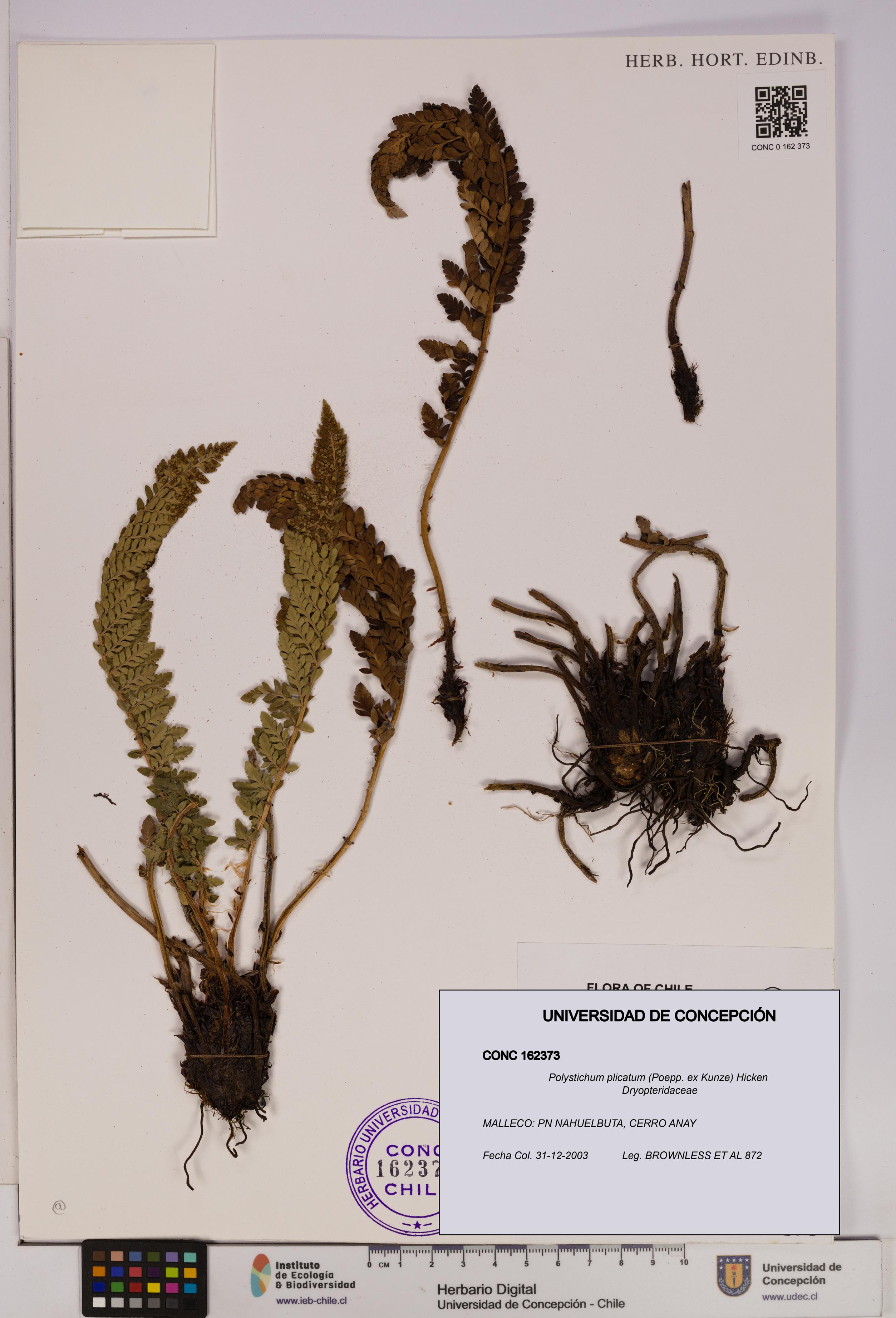 Polystichum plicatum [Espécimen: UDEC:CONC:0162373]