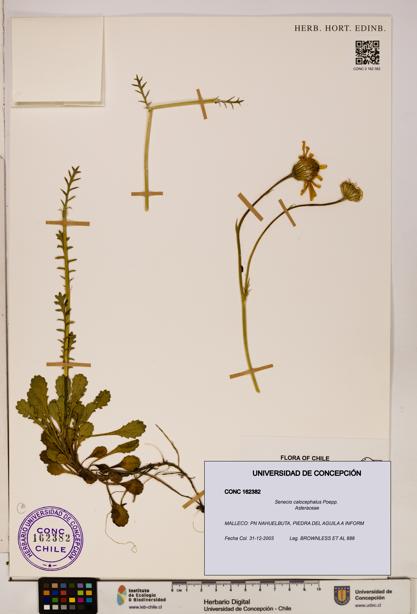 Senecio calocephalus [Espécimen: UDEC:CONC:0162382]