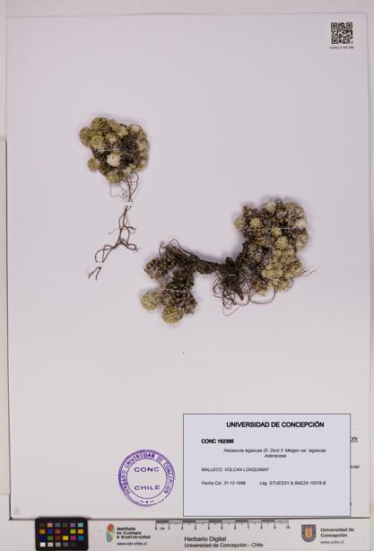 Nassauvia lagascae var. lagascae [Espécimen: UDEC:CONC:0162385]