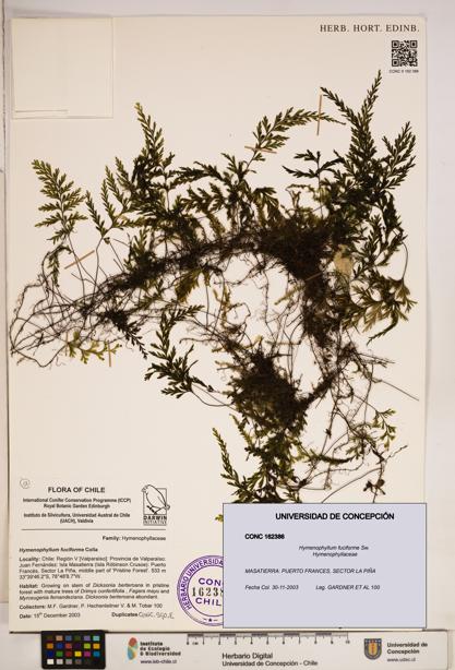 Hymenophyllum fuciforme [Espécimen: ]