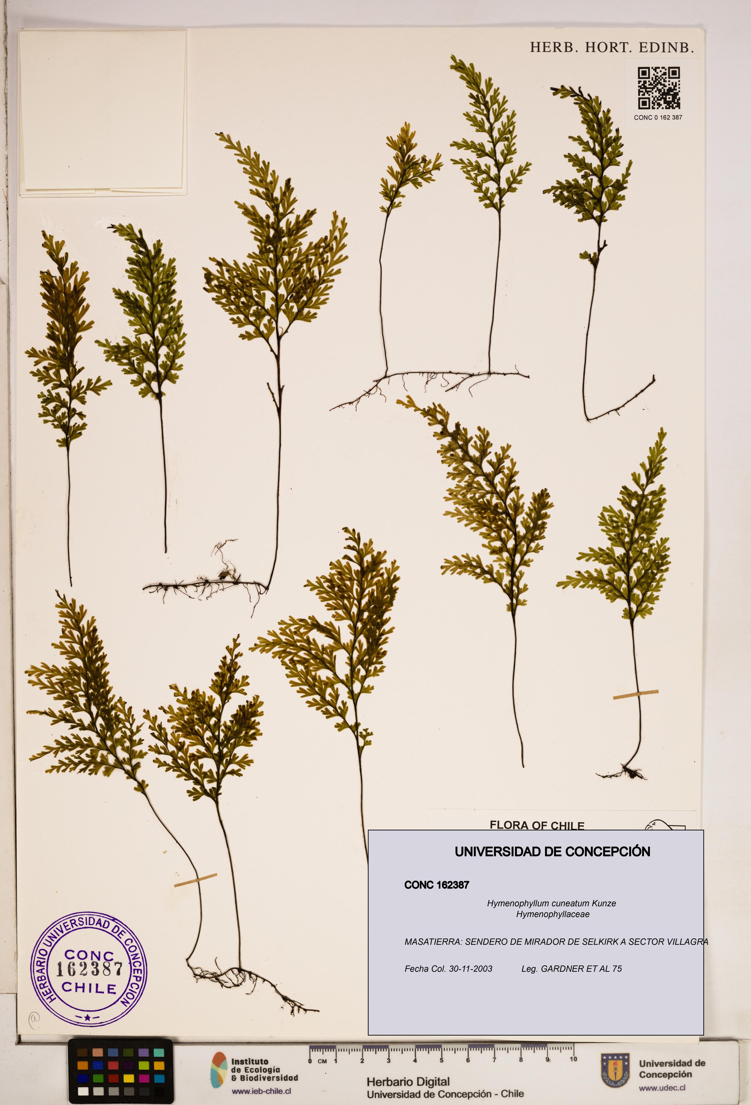 Hymenophyllum cuneatum [Espécimen: ]