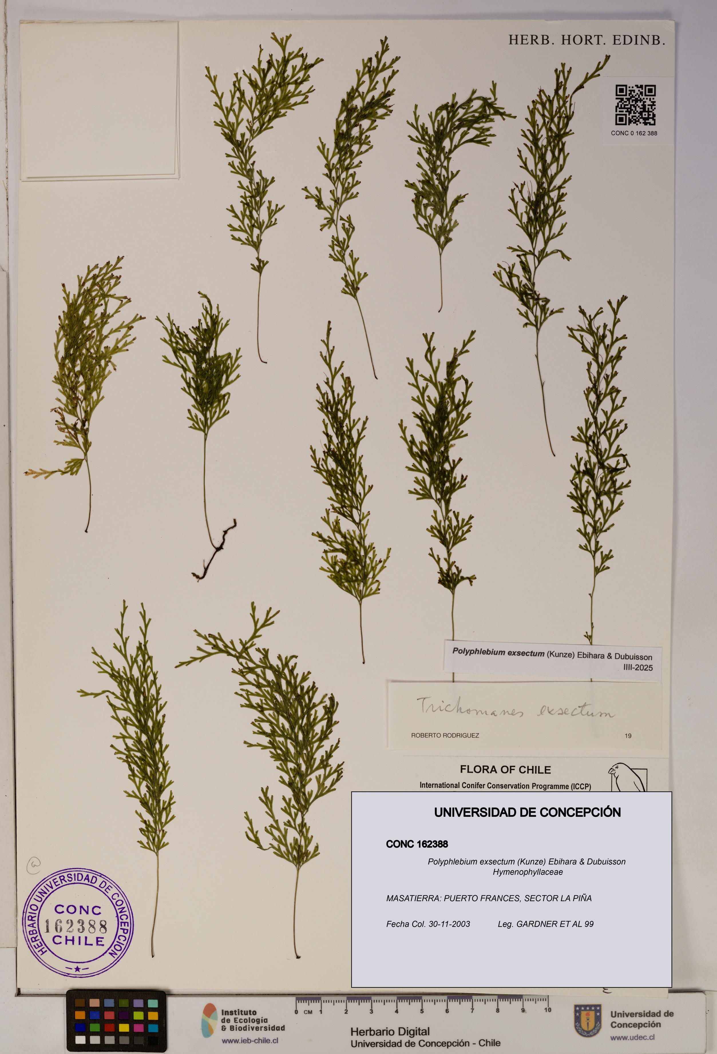 Polyphlebium exsectum [Espécimen: ]