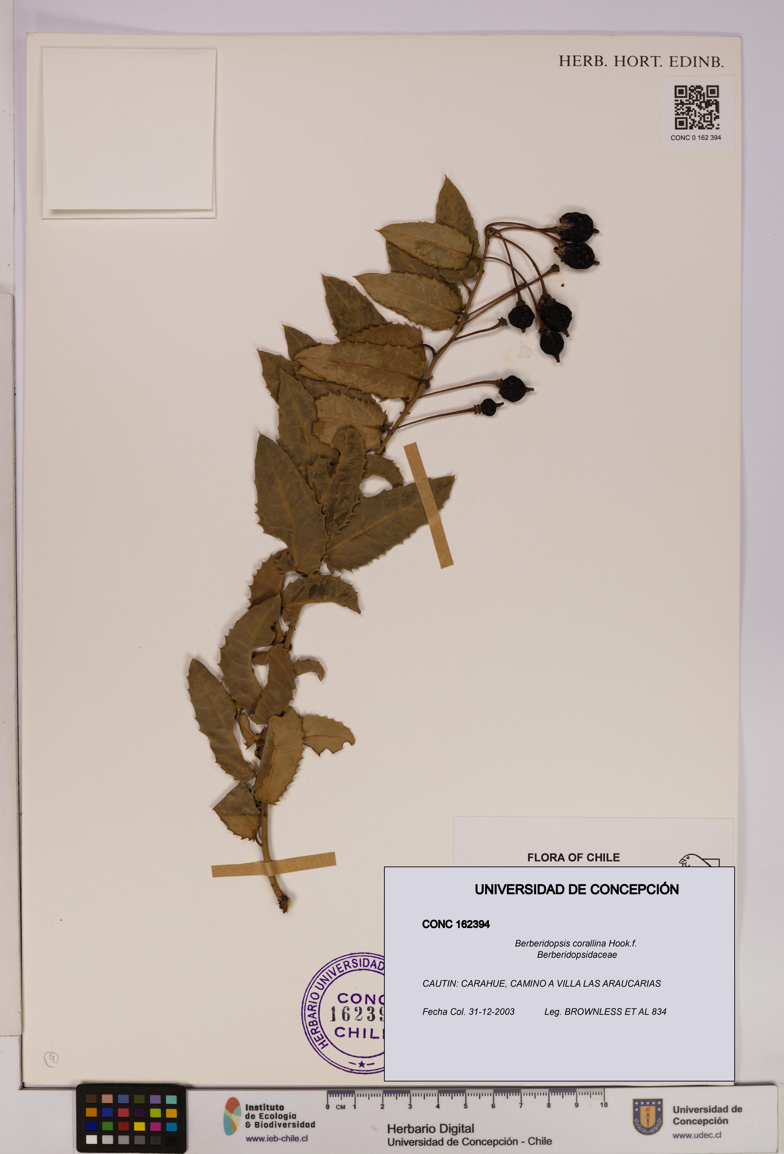 Berberidopsis corallina [Espécimen: UDEC:CONC:0162394]
