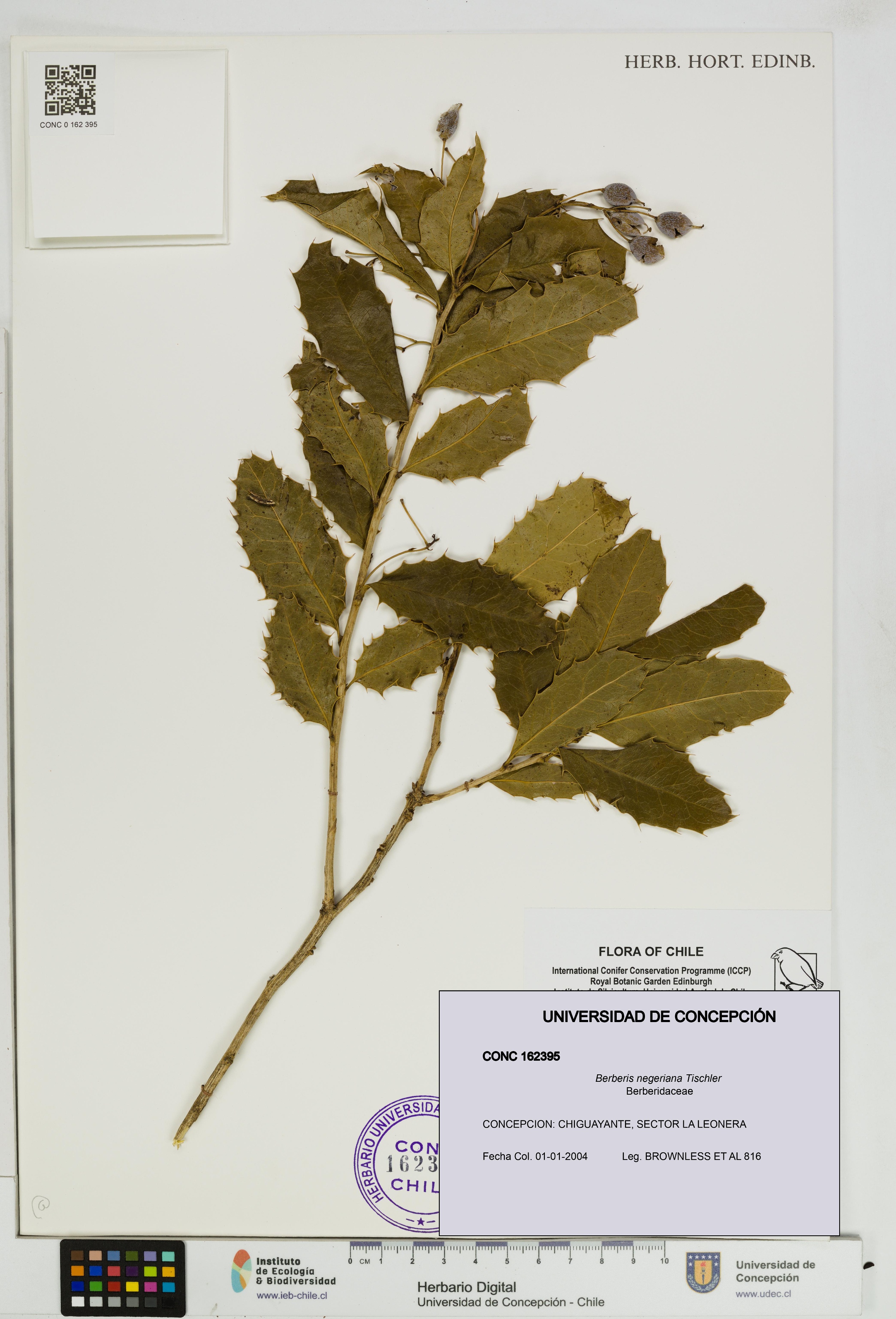 Berberis negeriana [Espécimen: UDEC:CONC:0162395]