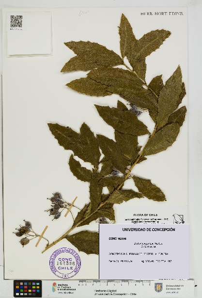 Berberis negeriana [Espécimen: UDEC:CONC:0162396]
