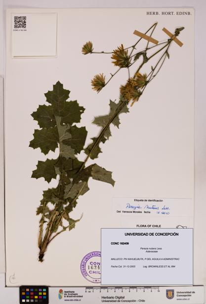 Perezia nutans [Espécimen: UDEC:CONC:0162409]