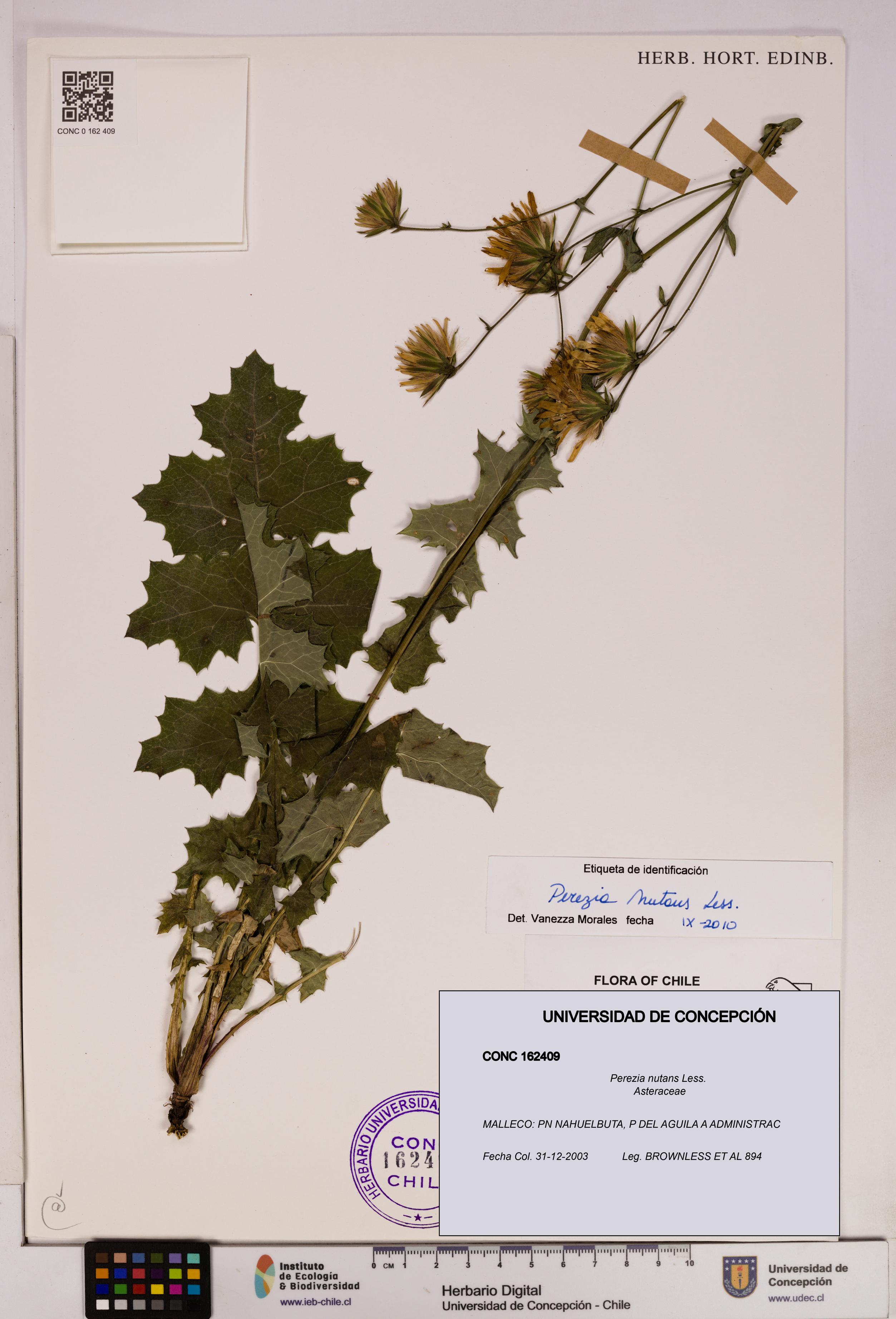 Perezia nutans [Espécimen: UDEC:CONC:0162409]