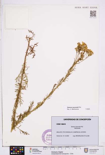 Senecio tocornalii [Espécimen: ]