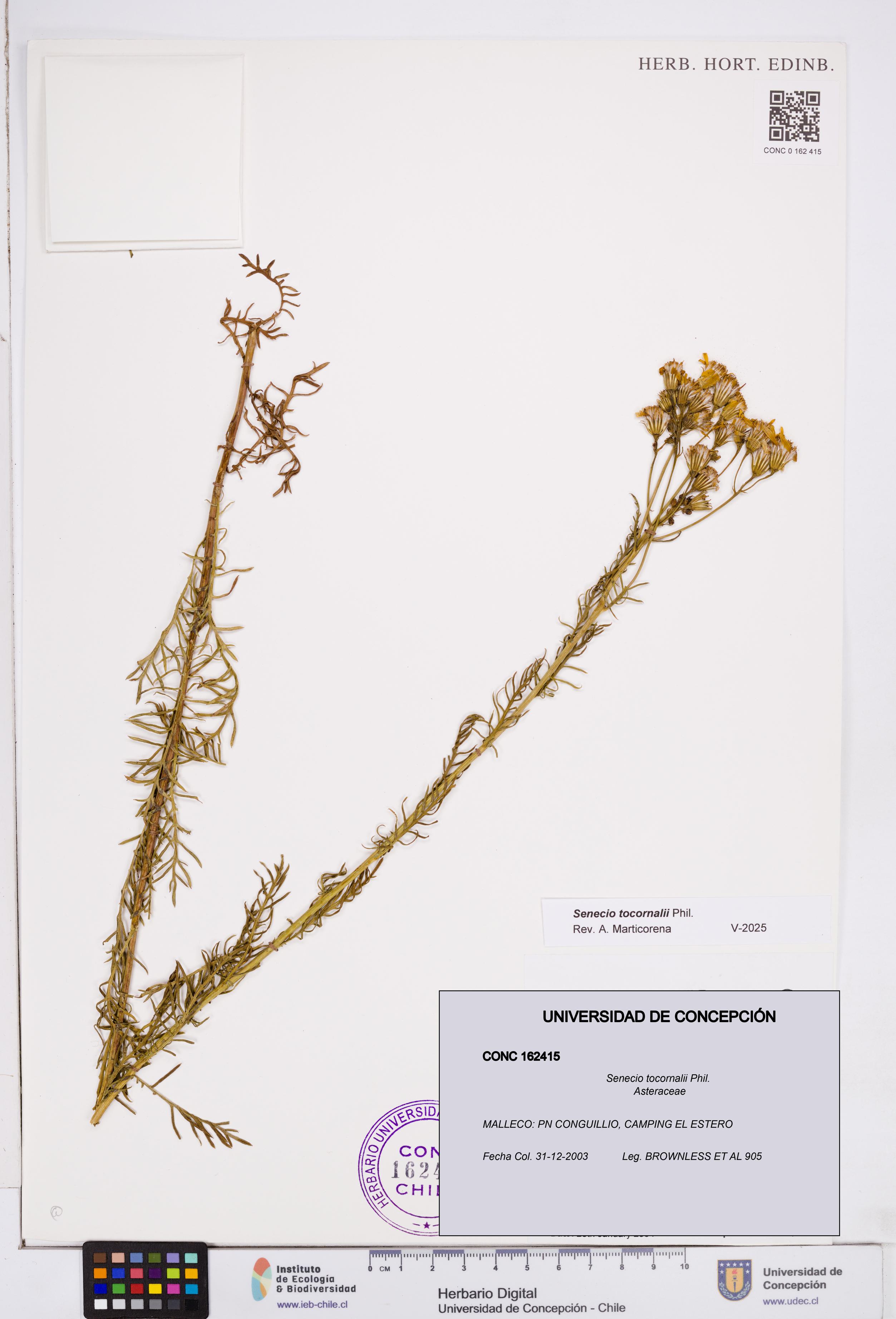 Senecio tocornalii [Espécimen: ]