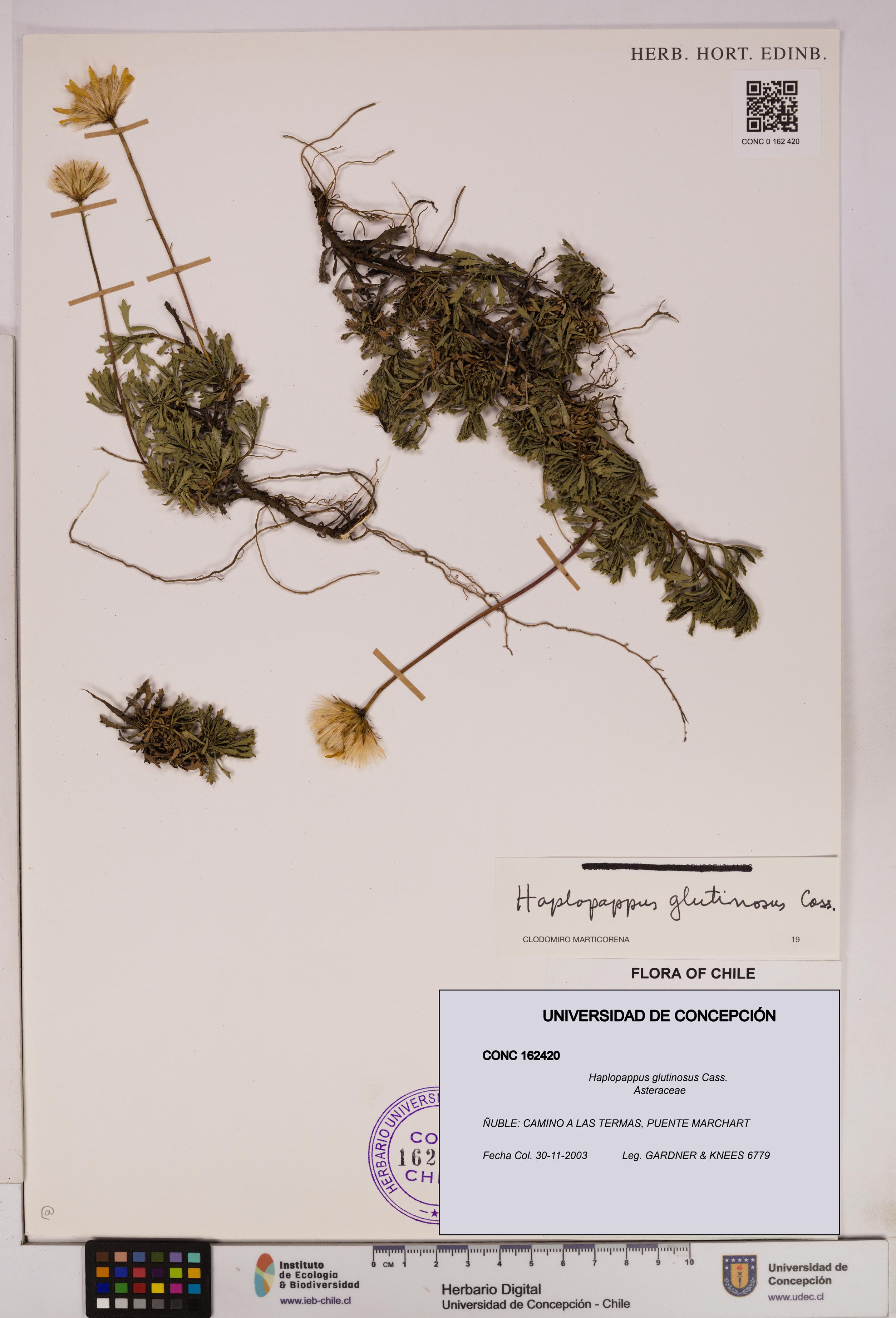 Haplopappus glutinosus [Espécimen: UDEC:CONC:0162420]