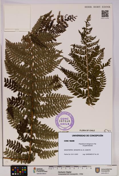 Polystichum tetragonum [Espécimen: UDEC:CONC:0162456]