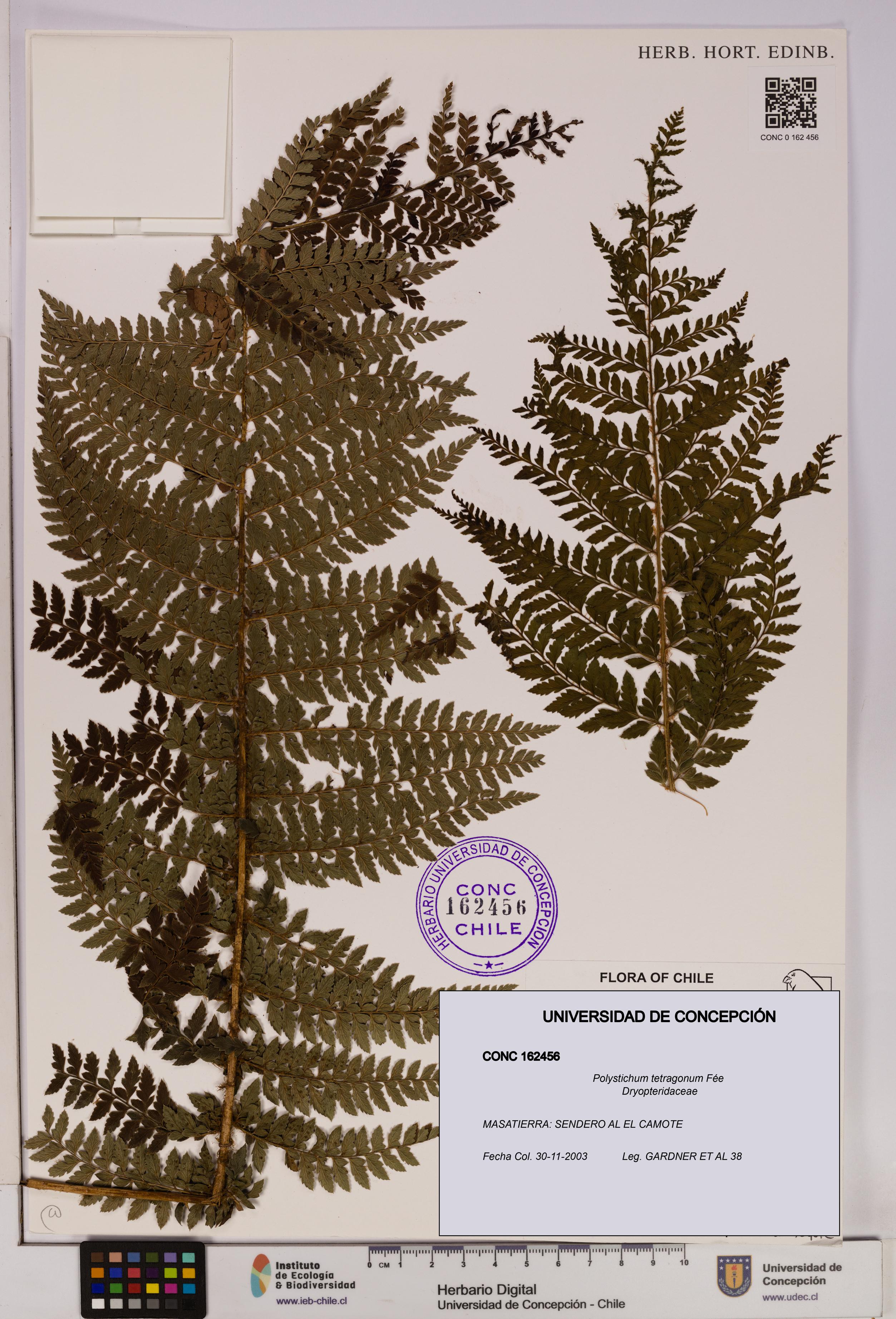 Polystichum tetragonum [Espécimen: UDEC:CONC:0162456]