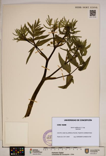 Apium nodiflorum [Espécimen: ]