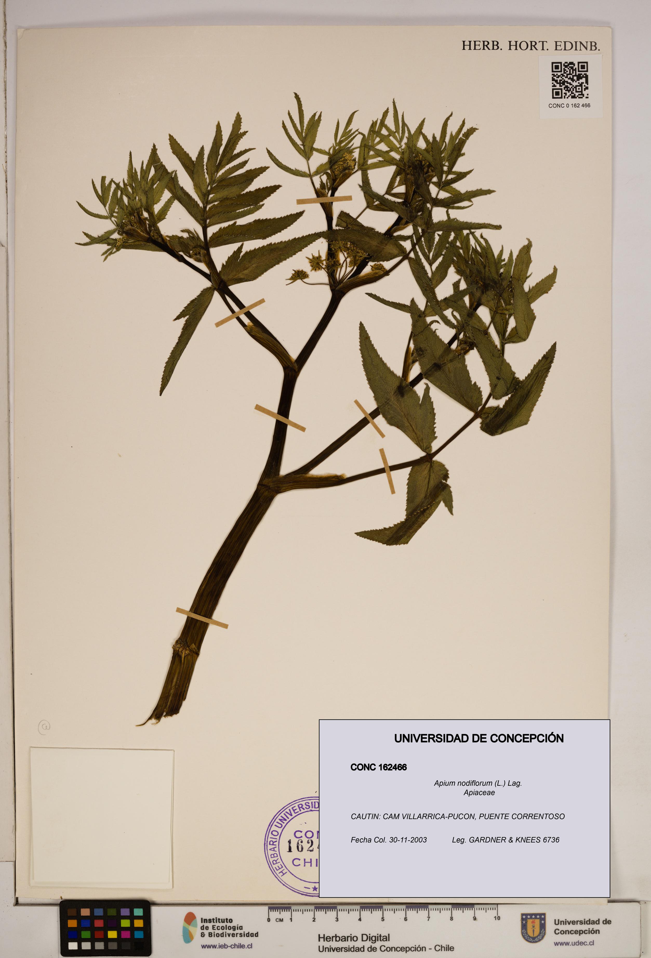 Apium nodiflorum [Espécimen: ]