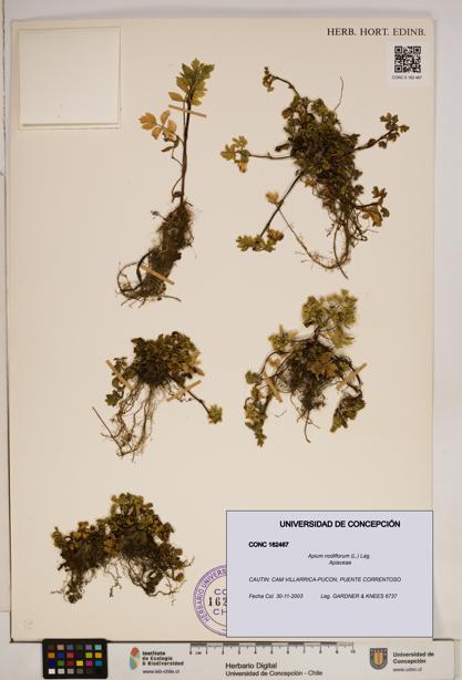 Apium nodiflorum [Espécimen: ]