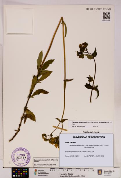 Calceolaria dentata subsp. araucana [Espécimen: UDEC:CONC:0162468]