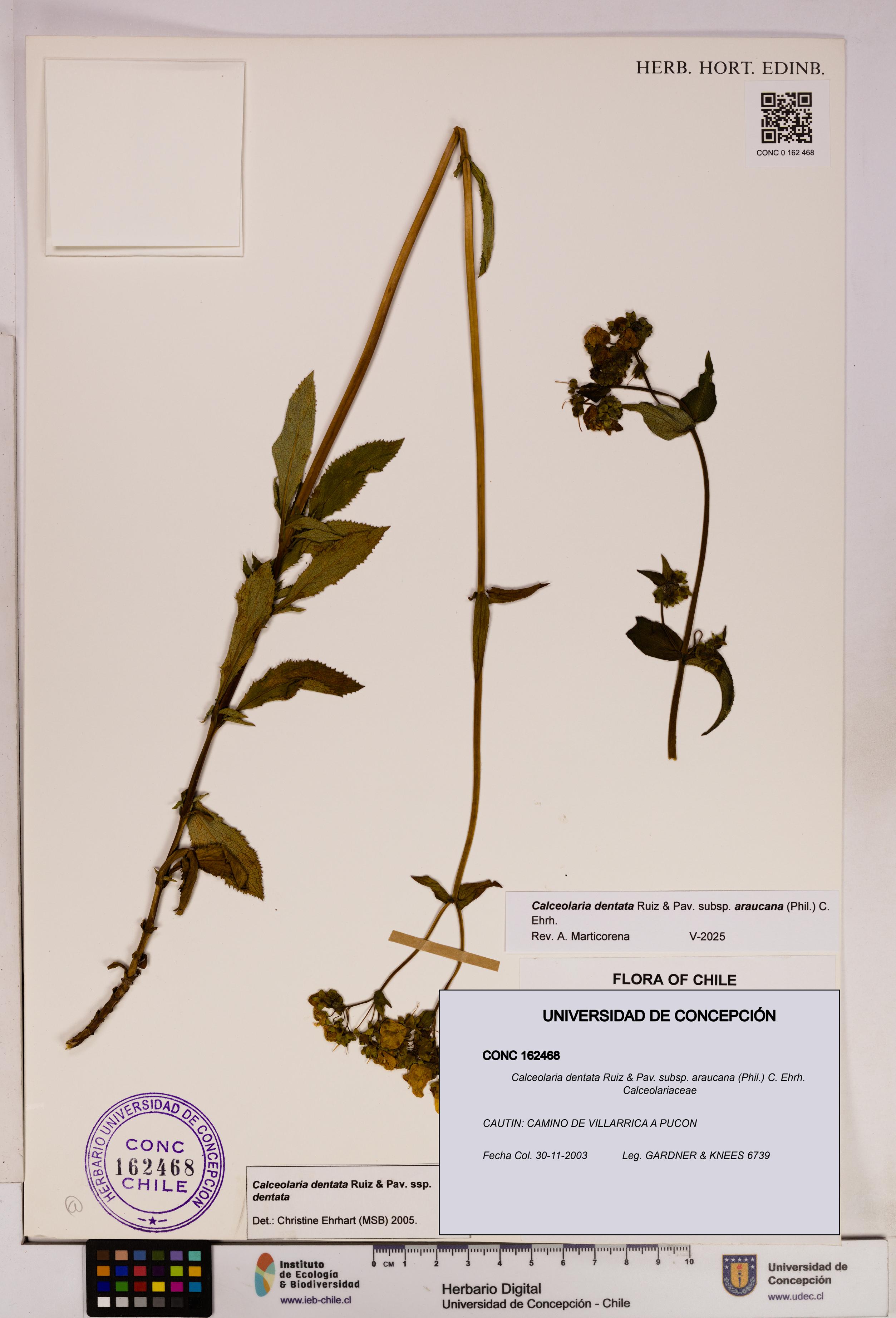 Calceolaria dentata subsp. araucana [Espécimen: UDEC:CONC:0162468]