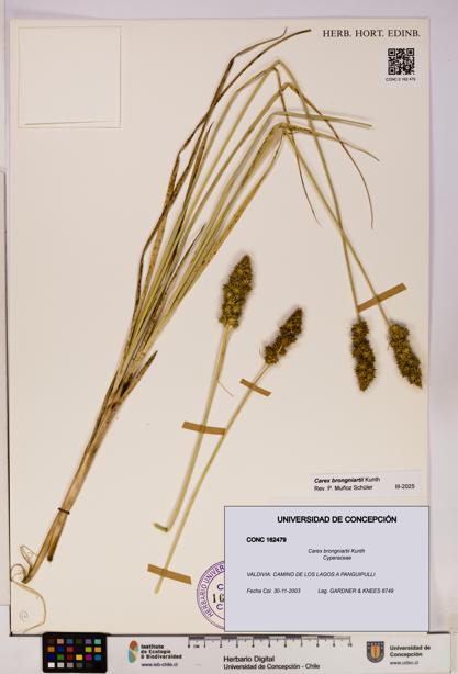 Carex brongniartii [Espécimen: UDEC:CONC:0162479]