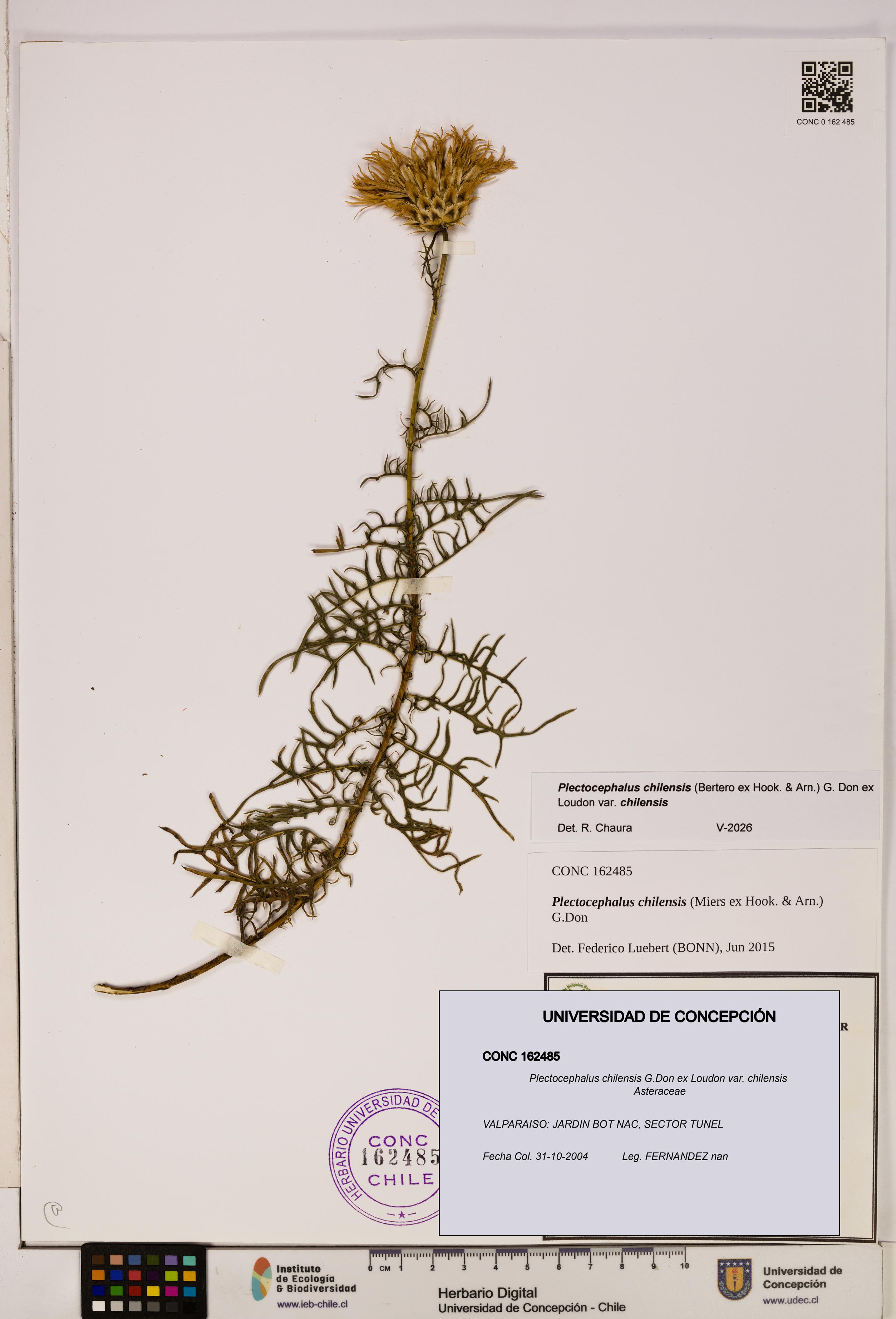 Plectocephalus chilensis [Espécimen: ]