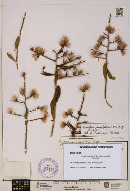 Proustia cuneifolia subsp. cuneifolia [Espécimen: UDEC:CONC:0162486]