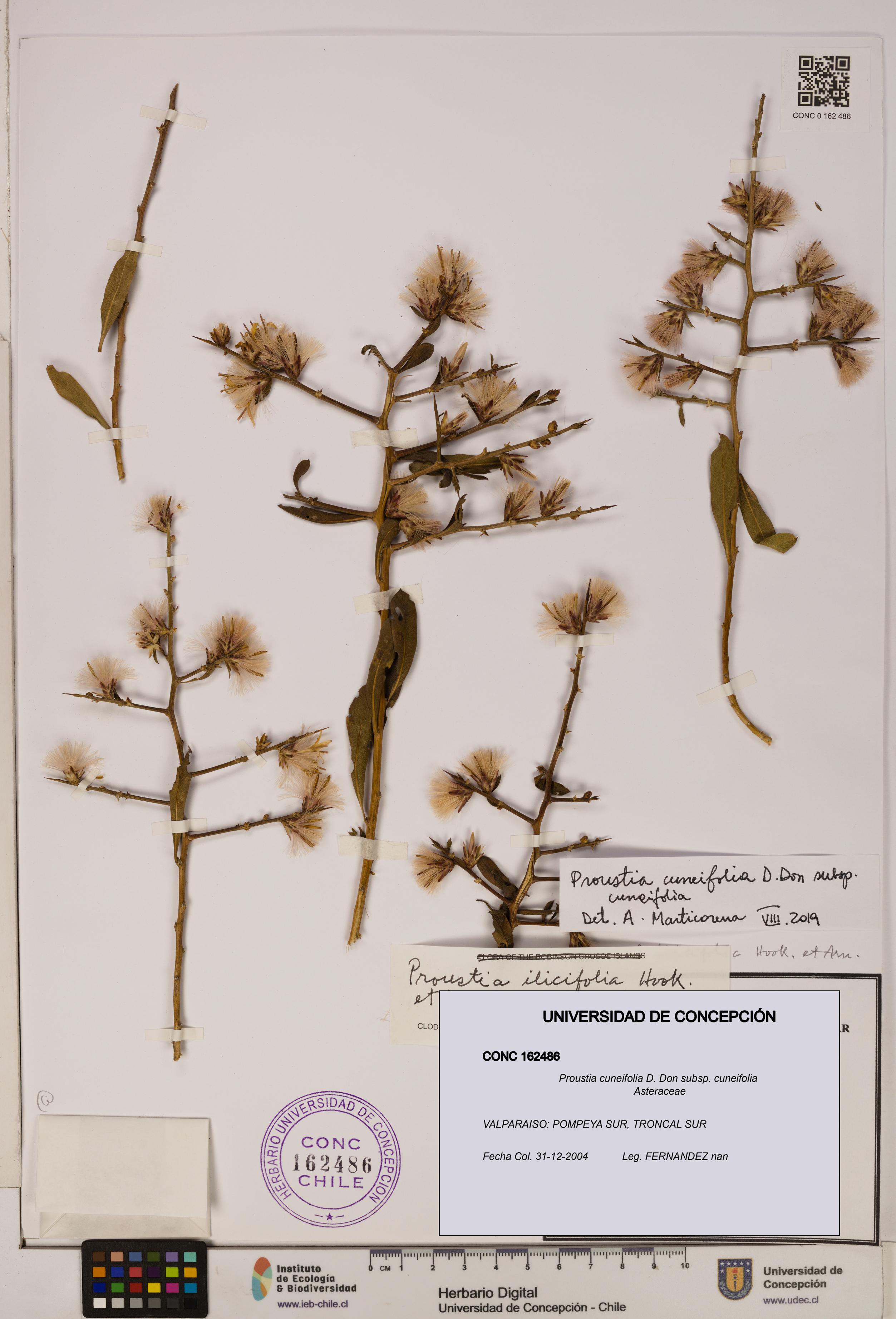 Proustia cuneifolia subsp. cuneifolia [Espécimen: UDEC:CONC:0162486]