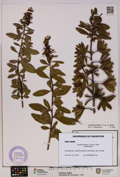 Escallonia illinita [Espécimen: UDEC:CONC:0162495]
