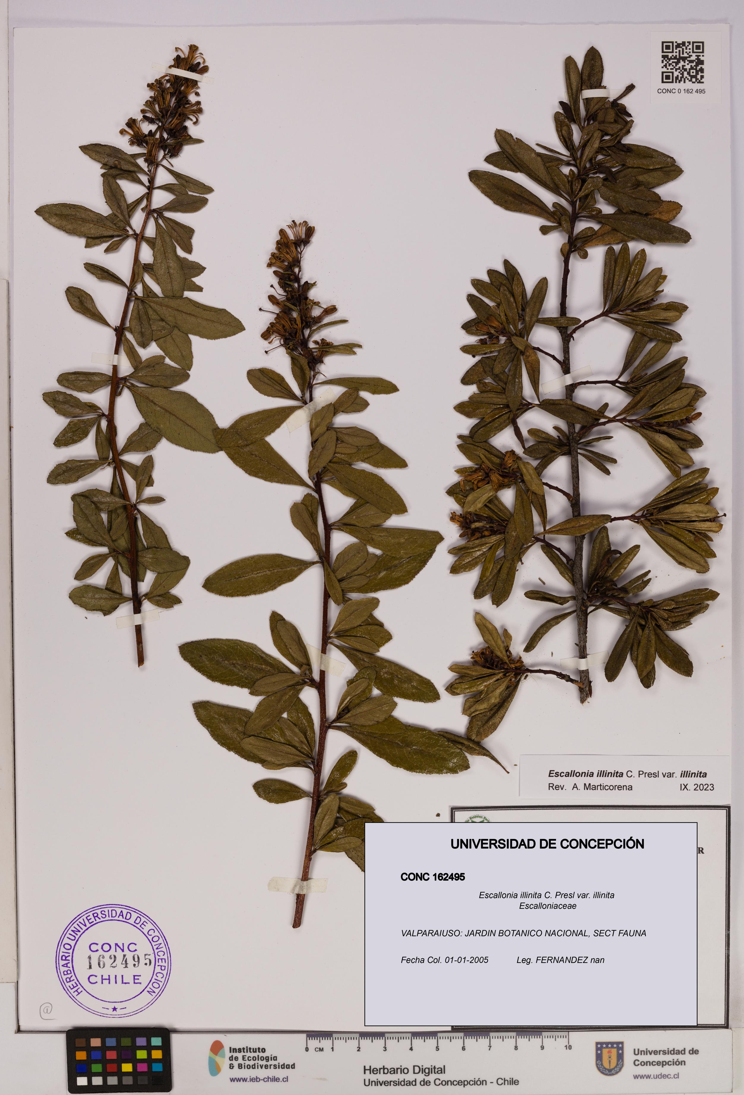 Escallonia illinita [Espécimen: UDEC:CONC:0162495]