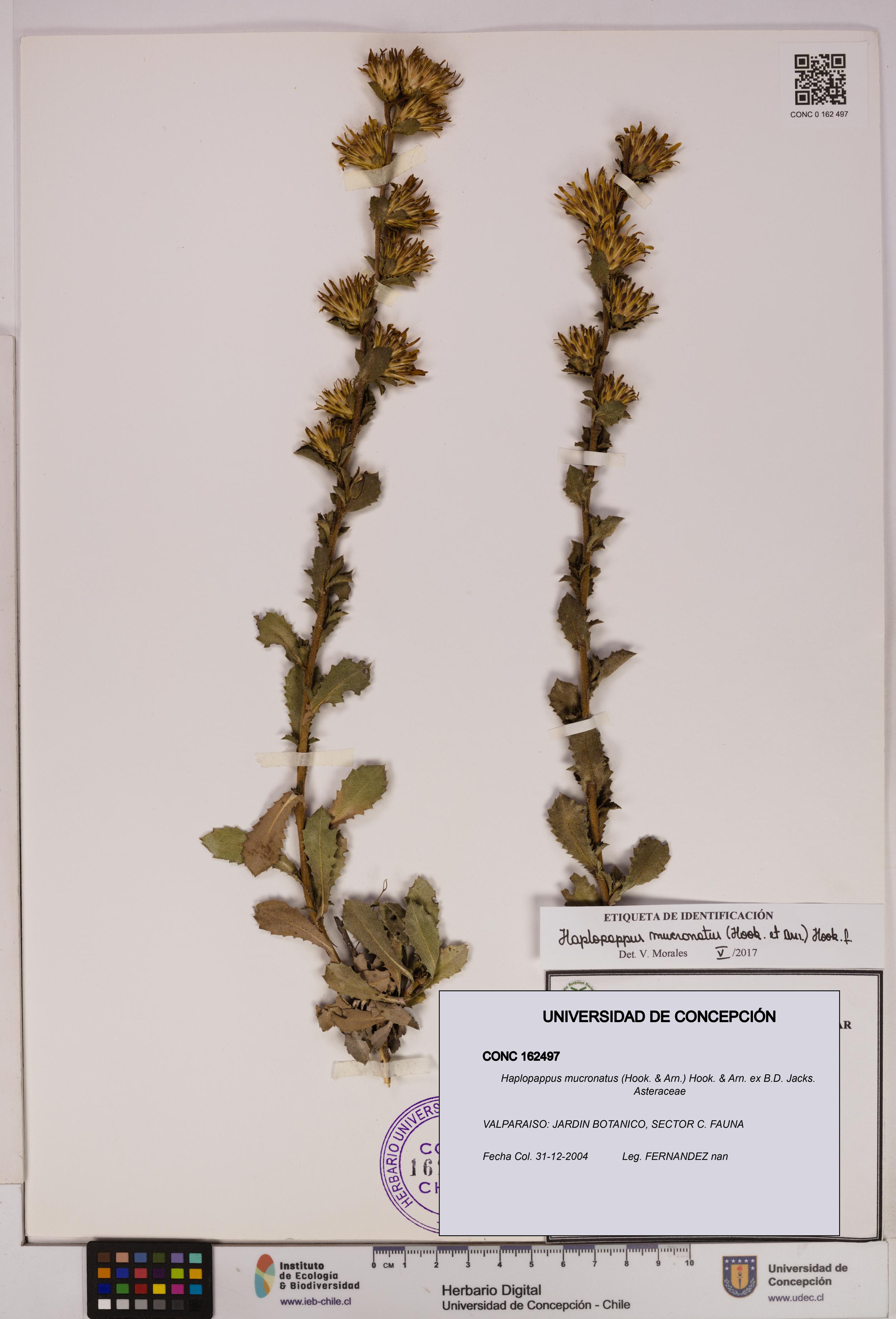 Haplopappus mucronatus [Espécimen: UDEC:CONC:0162497]