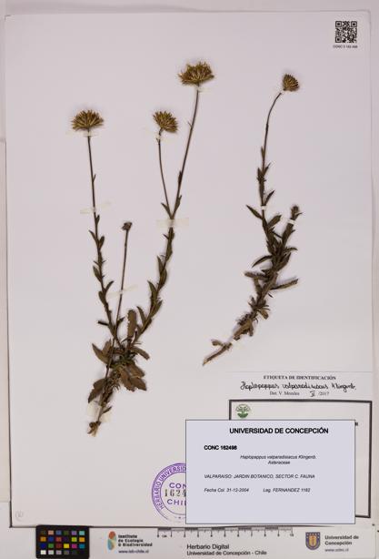 Haplopappus valparadisiacus [Espécimen: UDEC:CONC:0162498]