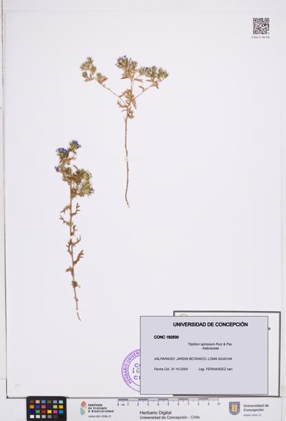 Triptilion spinosum [Espécimen: ]