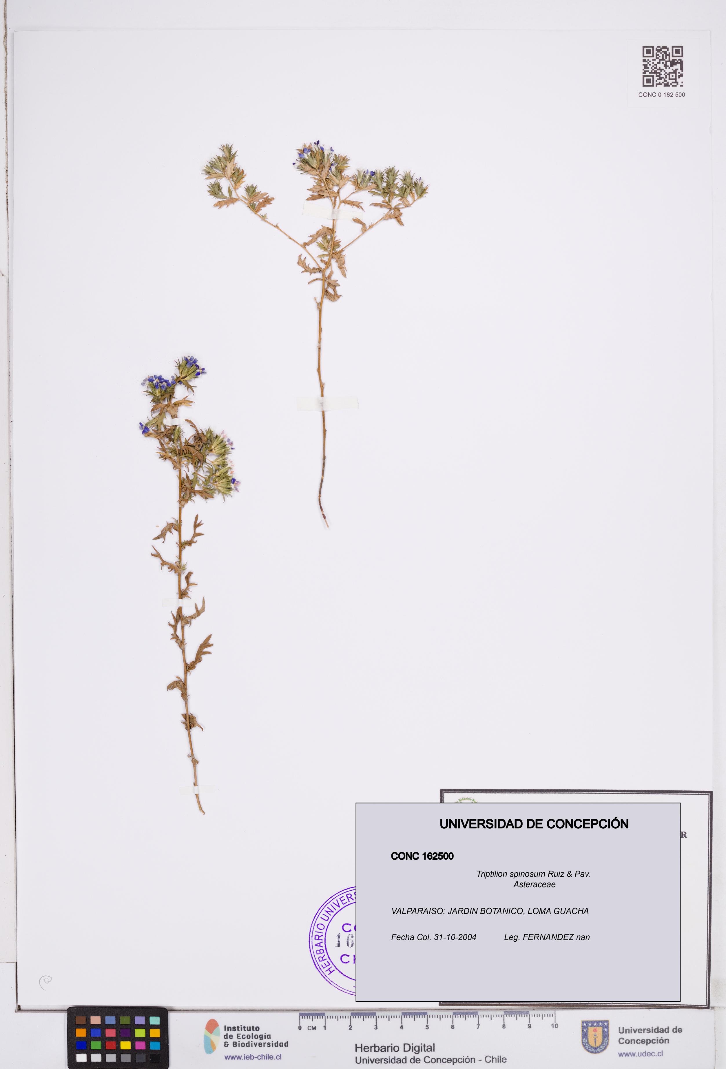 Triptilion spinosum [Espécimen: ]
